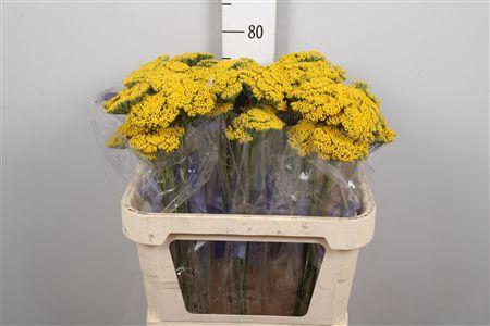 <h4>Achil F Parker Variety</h4>