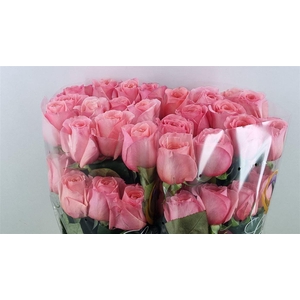 R Gr Pink Xpression **