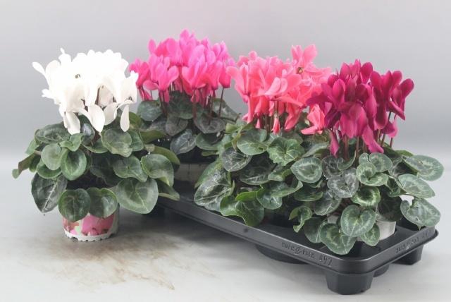 <h4>CYCL GR SUP XL</h4>