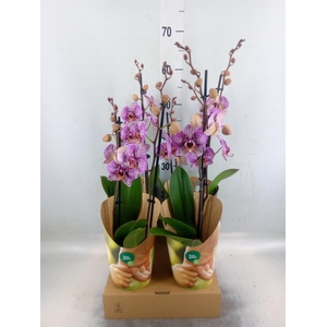 Phalaenopsis   ...lilac