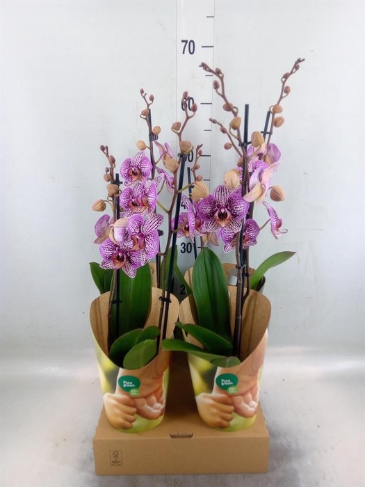 <h4>Phalaenopsis   ...lilac</h4>