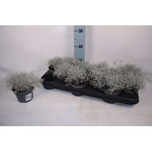LEUCOPH BROWNII