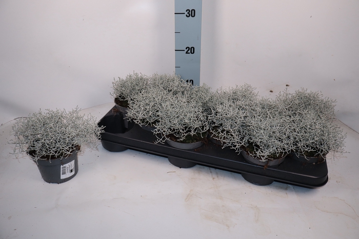 <h4>LEUCOPH BROWNII</h4>