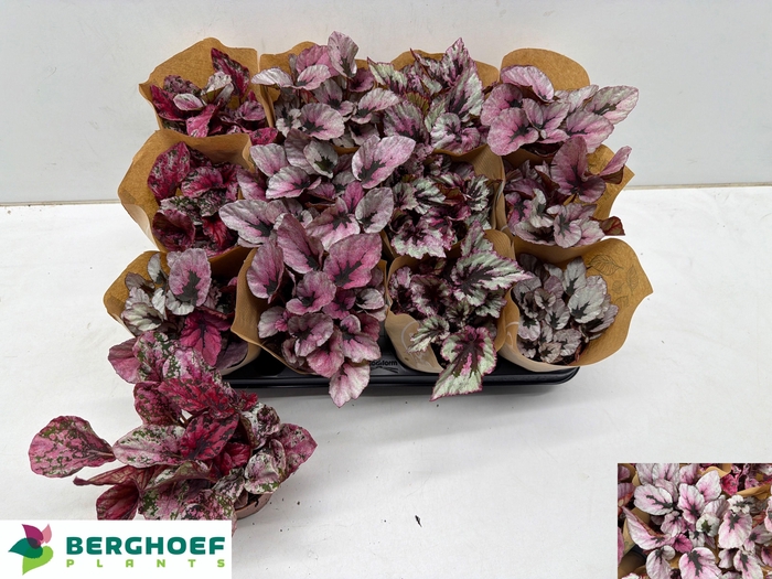 <h4>BEG BEL GEM</h4>