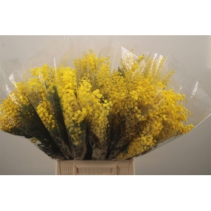 ACACIA BAILEYA BL BS