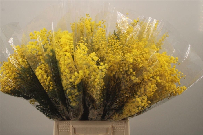 <h4>ACACIA BAILEYA BL BS</h4>