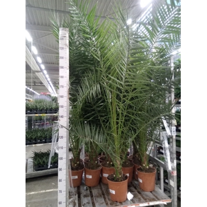 Phoenix canariensis