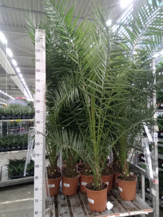 <h4>Phoenix canariensis</h4>