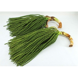 Caryota Stem Super