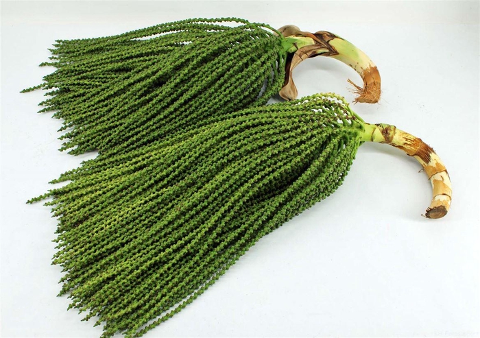 <h4>Caryota Stem Super</h4>