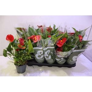 arr8 Anthu An Success Red