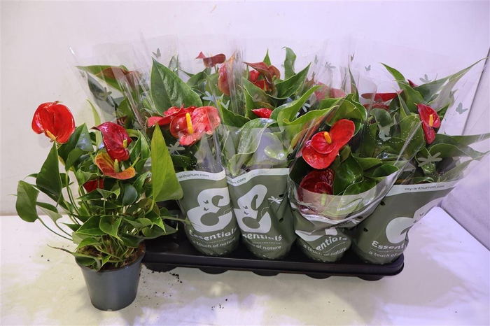 <h4>arr8 Anthu An Success Red</h4>