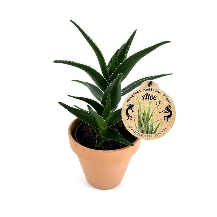 <h4>ALOE VERA P13,5 STENEN POT</h4>