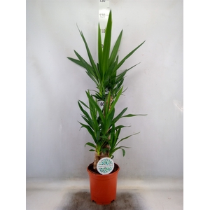 Yucca