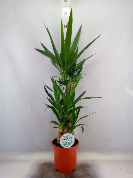<h4>Yucca</h4>