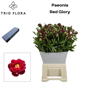 PAEO RED GLORY L Box