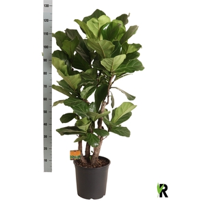 FICUS LYRATA