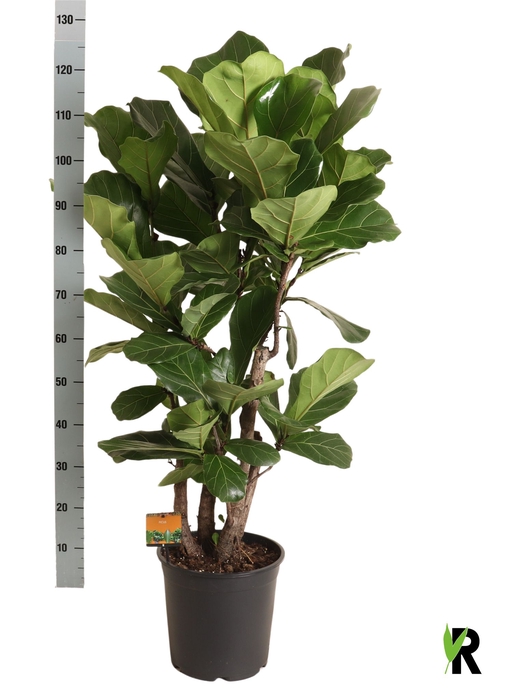 <h4>FICUS LYRATA</h4>