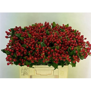 Hyp Mag Triumph Extra