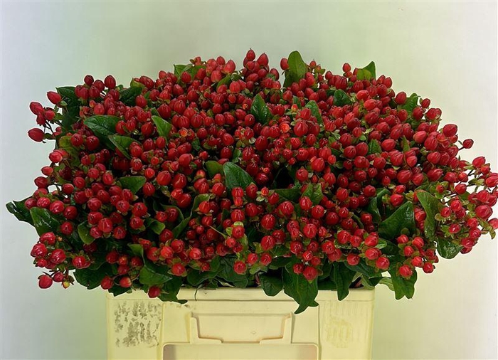 <h4>Hyp Mag Triumph Extra</h4>