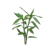 FOLH DRAC SANDERIANA 070 CM