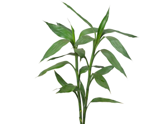 FOLH DRAC SANDERIANA 070 CM