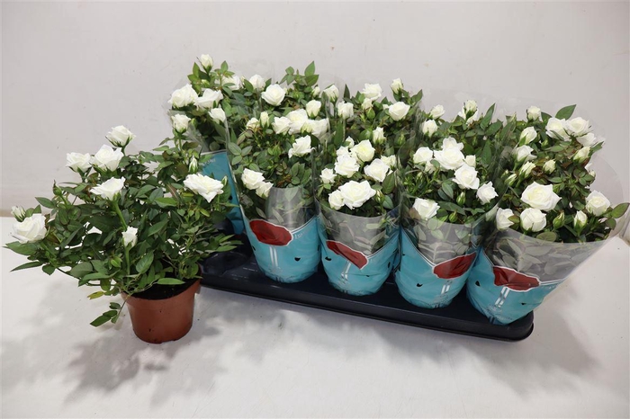 <h4>Ro Alaska Star</h4>