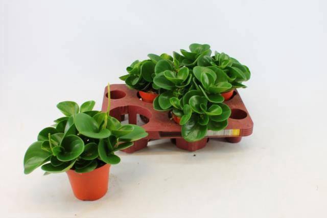 <h4>PEP OBT GREEN GOLD</h4>