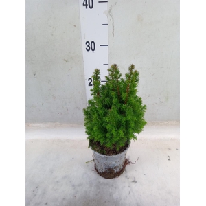 Chamaecyparis thyo. 'Alpica'