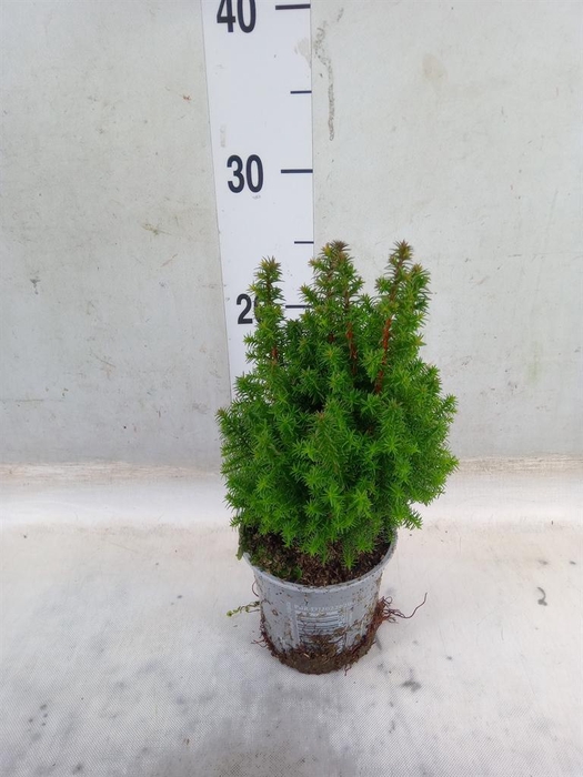 <h4>Chamaecyparis thyo. 'Alpica'</h4>