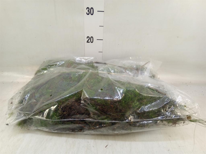 <h4>Mossen ...H%</h4>