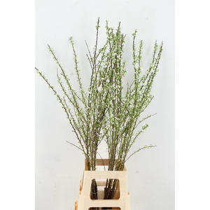 PRUNUS GLANDULOSA VERTAKT 110CM