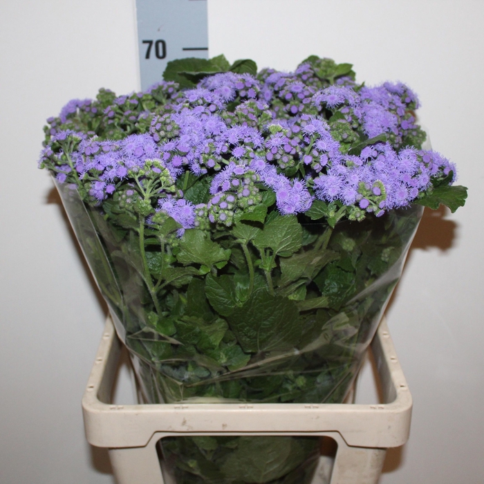 <h4>AGER H BLUE PLANET</h4>