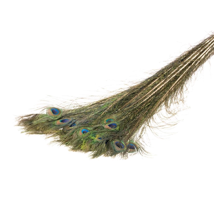 <h4>Peacock Feather Natural</h4>
