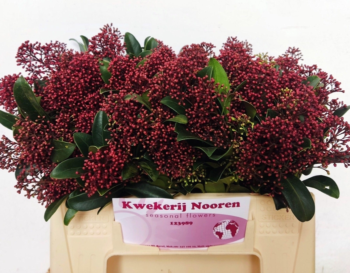 <h4>SKIM J RUBELLA BS</h4>