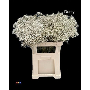 Gyps Xlence Dusty Taupe