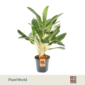 Aglaonema overig