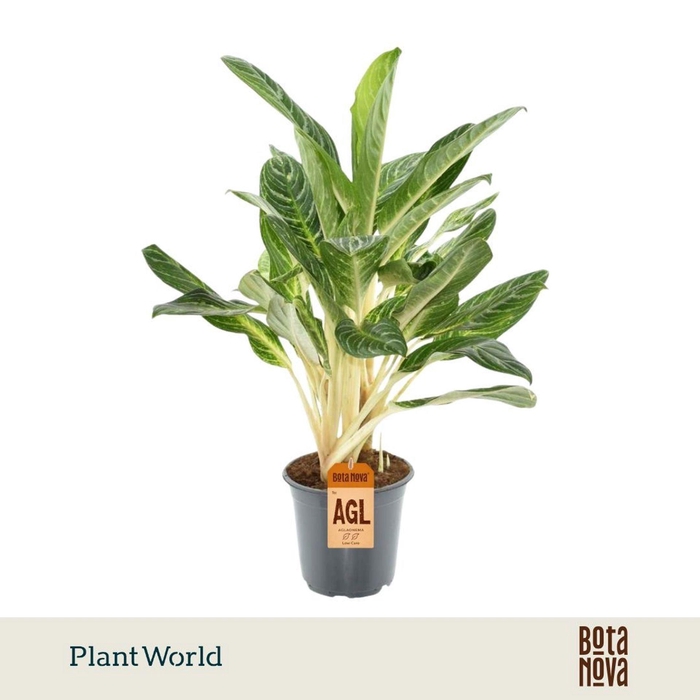 <h4>Aglaonema overig</h4>