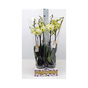 Phalaenopsis   ...