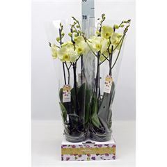 <h4>Phalaenopsis   ...</h4>