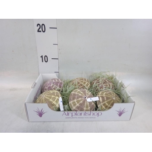 Tillandsia usneoides