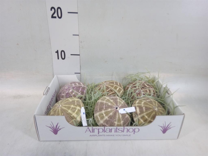 <h4>Tillandsia usneoides</h4>