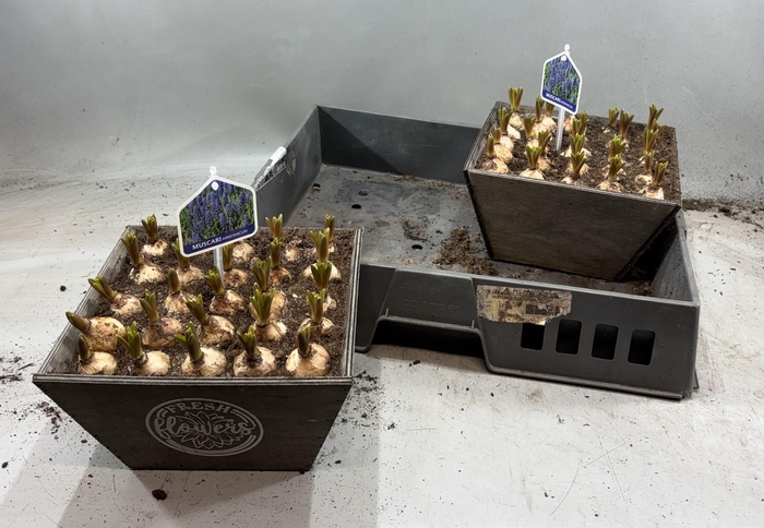 <h4>ARR MUSCARI</h4>