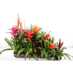 BROMELIA GEM 15 SRT