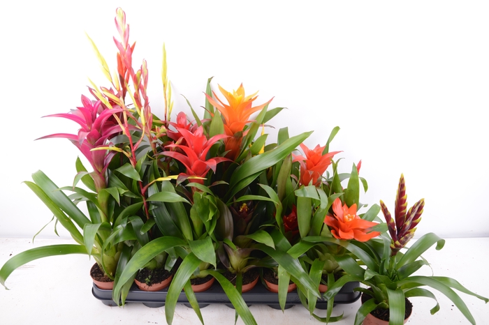 <h4>BROMELIA GEM 15 SRT</h4>