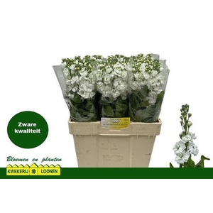 MATTHIOLA INCANA 'CENTUM WHITE'