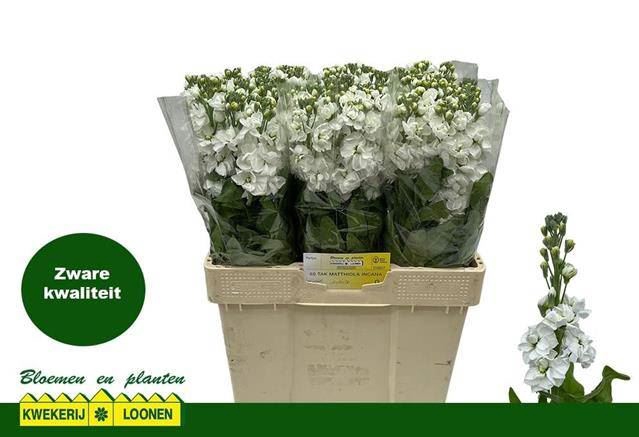 <h4>MATTHIOLA INCANA 'CENTUM WHITE'</h4>