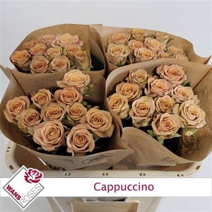 R Gr Bu Cappuccino