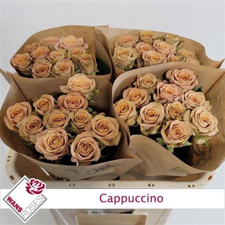 <h4>R Gr Bu Cappuccino</h4>
