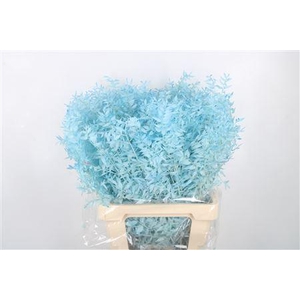 Ruscus. Light Blue Per Stem